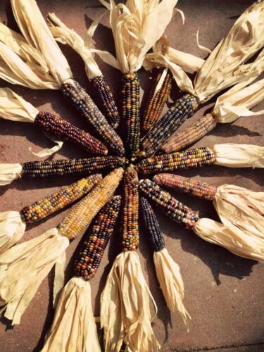 ‘Glass Gem’ Corn